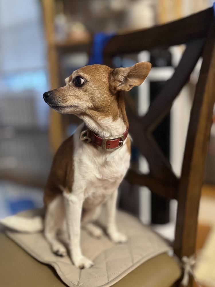 Enlarge Bubbles, a Adoptable mixed breed in Middletown, CT image 2/6