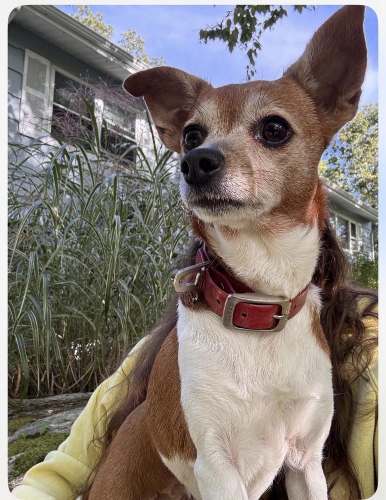 Enlarge Bubbles, a Adoptable mixed breed in Middletown, CT image 6/6