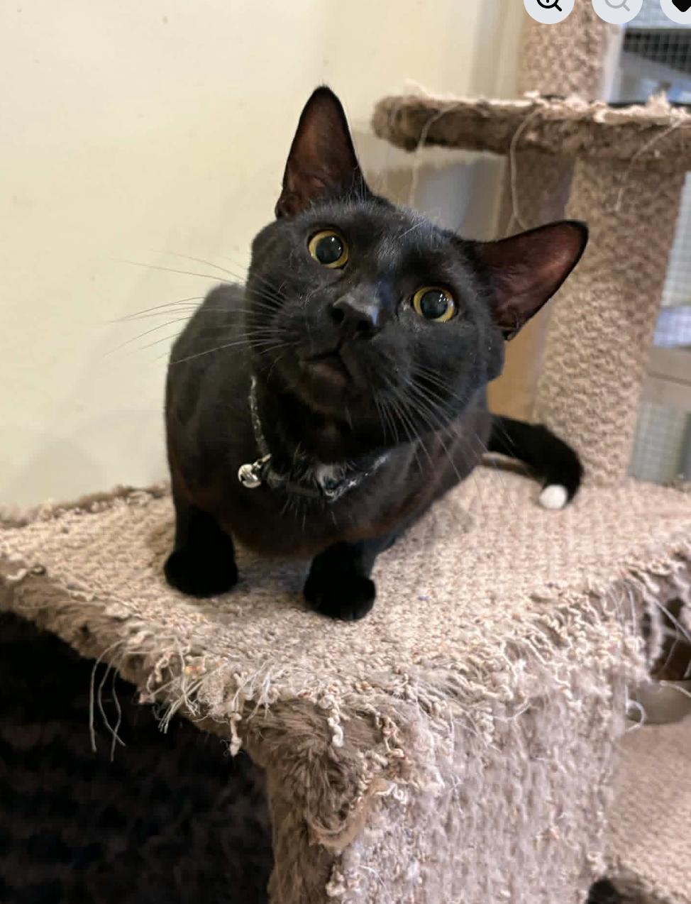 Tux, ADOPTABLE, Adult Male Domestic Short Hair.