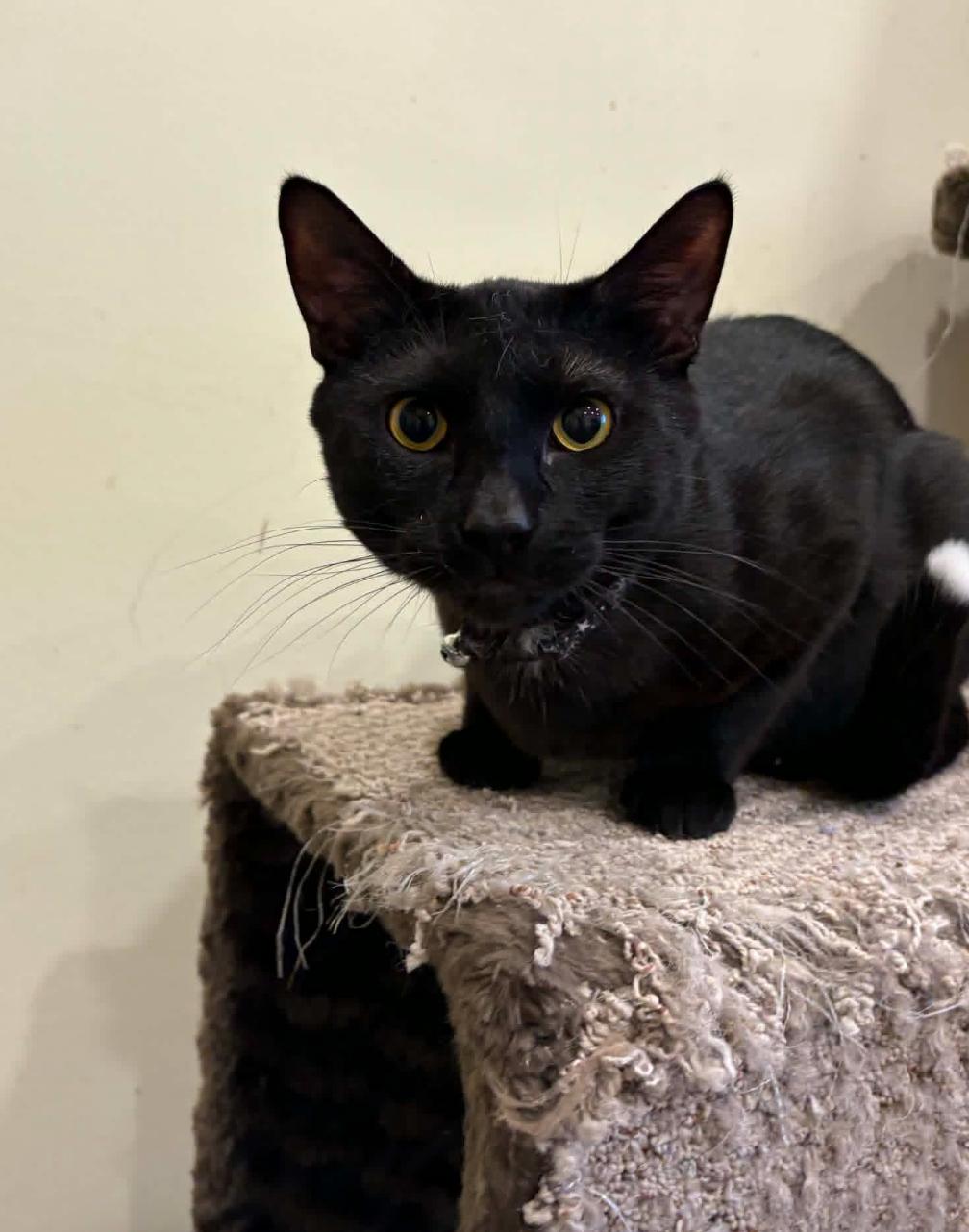 Tux, a ADOPTABLE Domestic Short Hair in Calgary, AB image 2/2