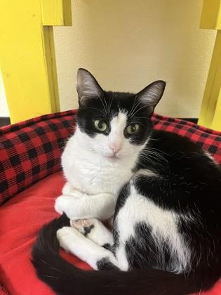Rumble, a Adoptable mixed breed in Oklahoma City, OK image 2/2