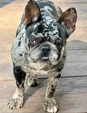 Snickerdoodle, ADOPTABLE, Adult Female French Bulldog.
