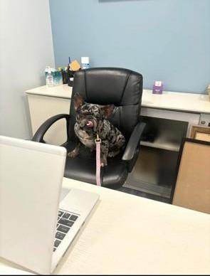 Snickerdoodle thumbnail 2