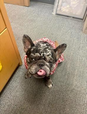 Enlarge Snickerdoodle, a ADOPTABLE French Bulldog in Belmar, NJ image 4/5