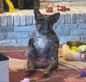 Enlarge Snickerdoodle, a ADOPTABLE French Bulldog in Belmar, NJ image 2/5