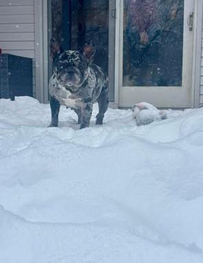 Enlarge Snickerdoodle, a ADOPTABLE French Bulldog in Belmar, NJ image 3/5