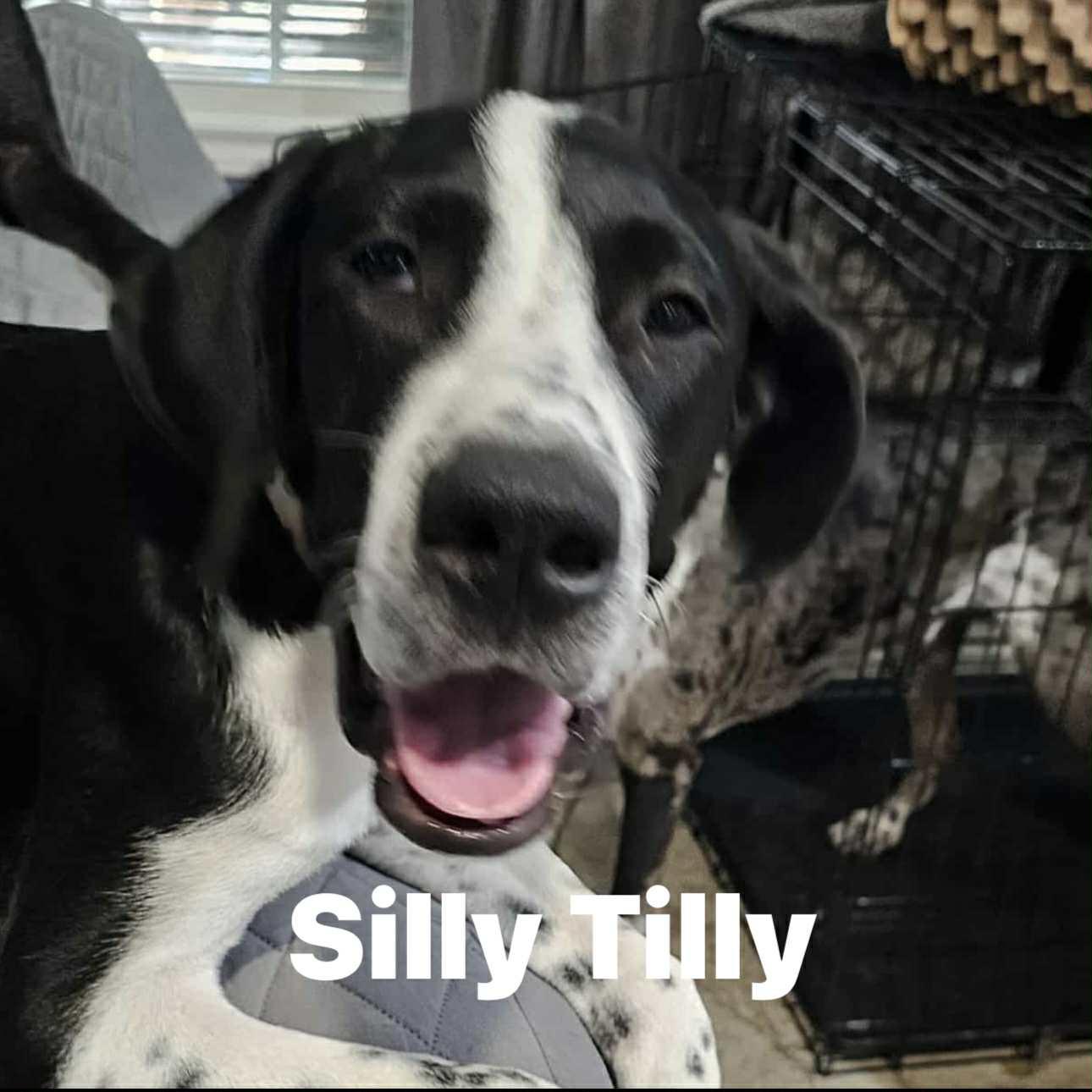 Tilly, Adoptable, Young Female Great Dane.
