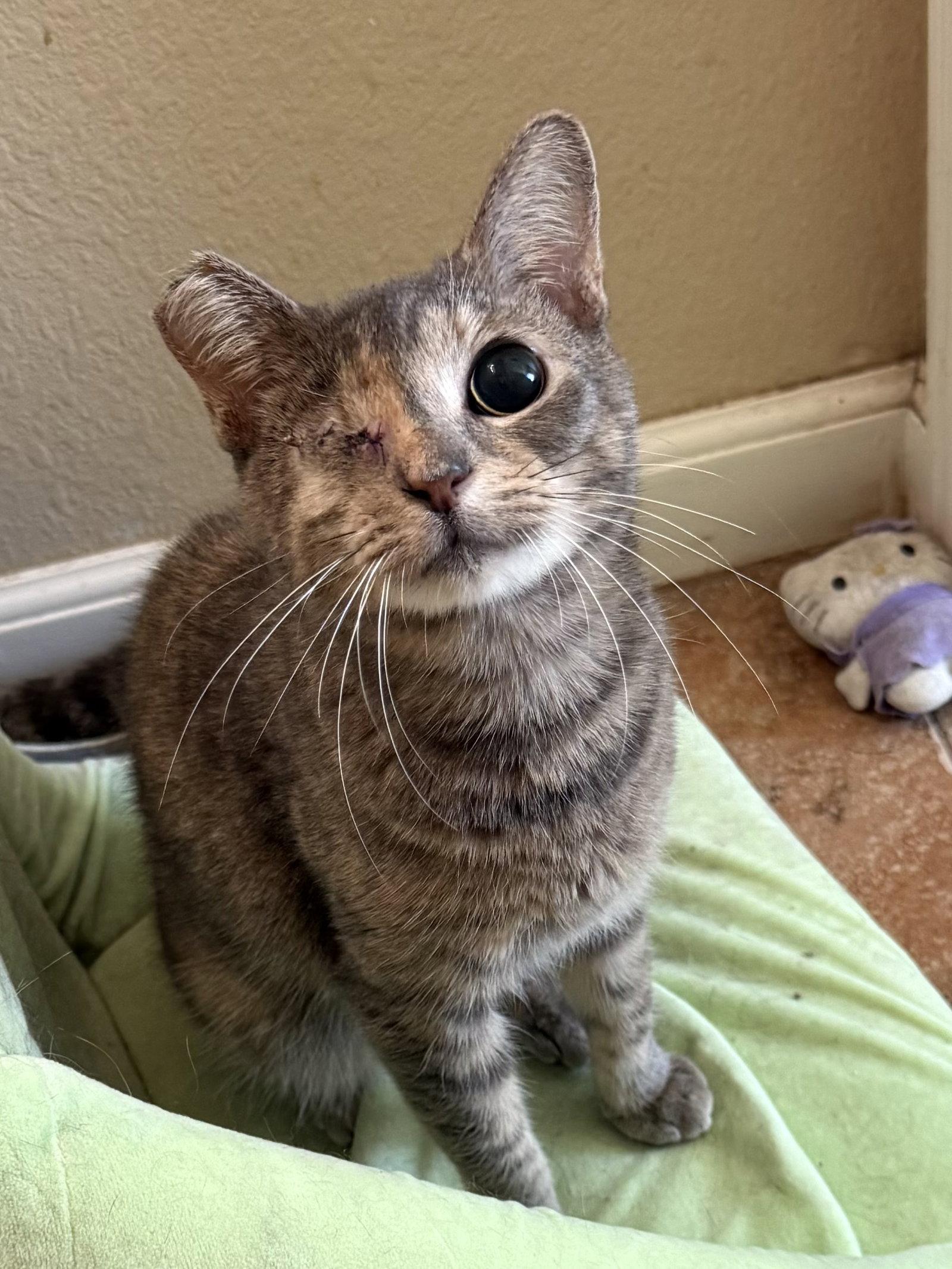 Jackie, Adoptable, Young Female Domestic Short Hair.