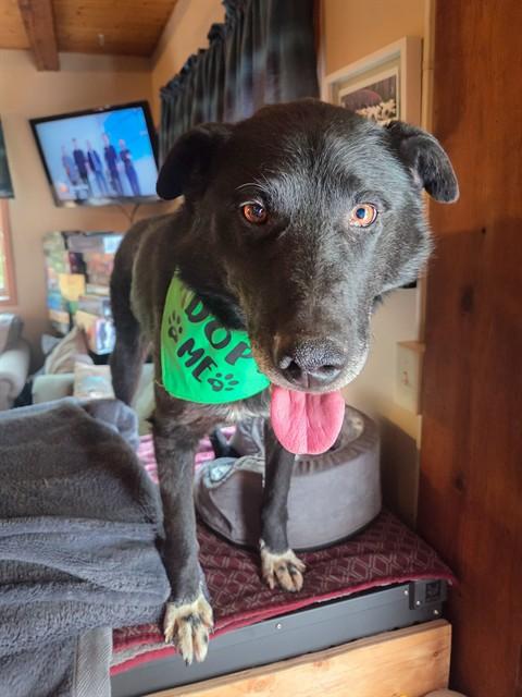 SOX, Adoptable, Adult Male Husky & German Shepherd Dog.