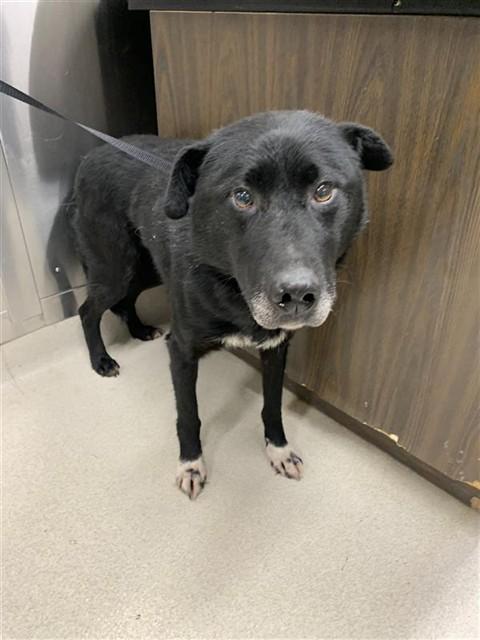 Enlarge SOX, a Adoptable mixed breed in Fairbanks, AK image 2/2