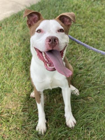 MILLIE, Adoptable, Young Female Pit Bull Terrier.