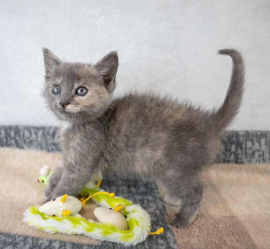 Enlarge Samantha, an adopted mixed breed in Kennesaw, GA image 4/6