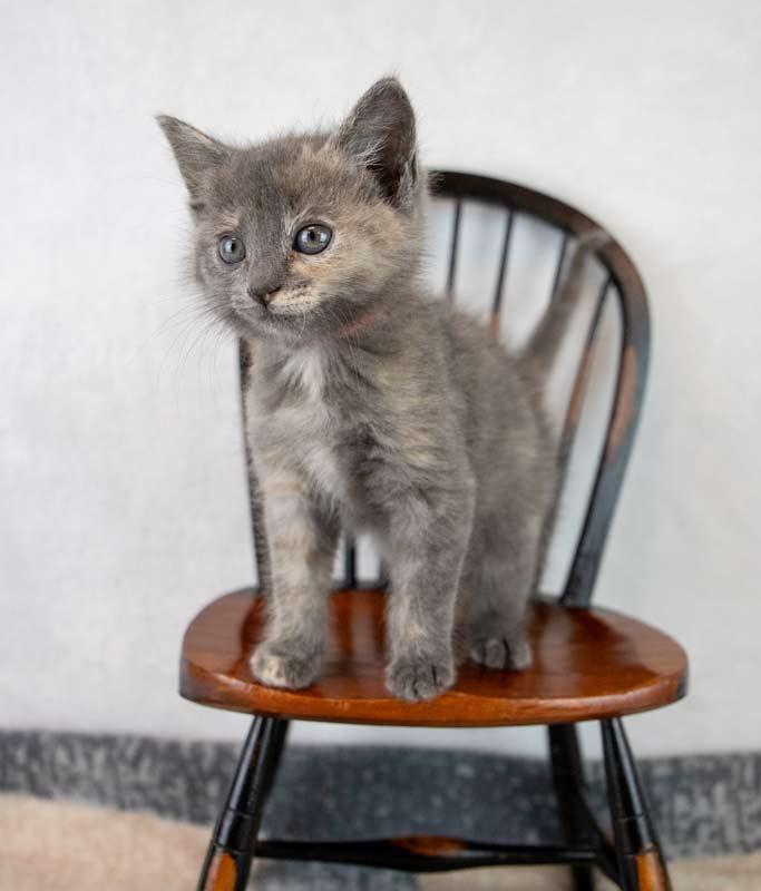 Enlarge Samantha, an adopted mixed breed in Kennesaw, GA image 3/6