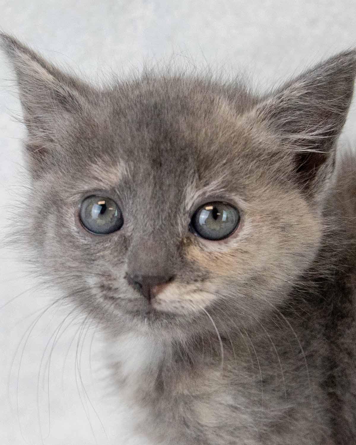 Enlarge Samantha, an adopted mixed breed in Kennesaw, GA image 1/6