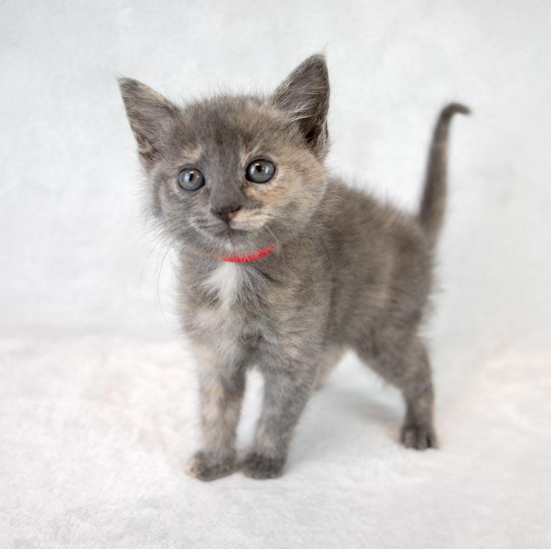 Enlarge Samantha, an adopted mixed breed in Kennesaw, GA image 2/6