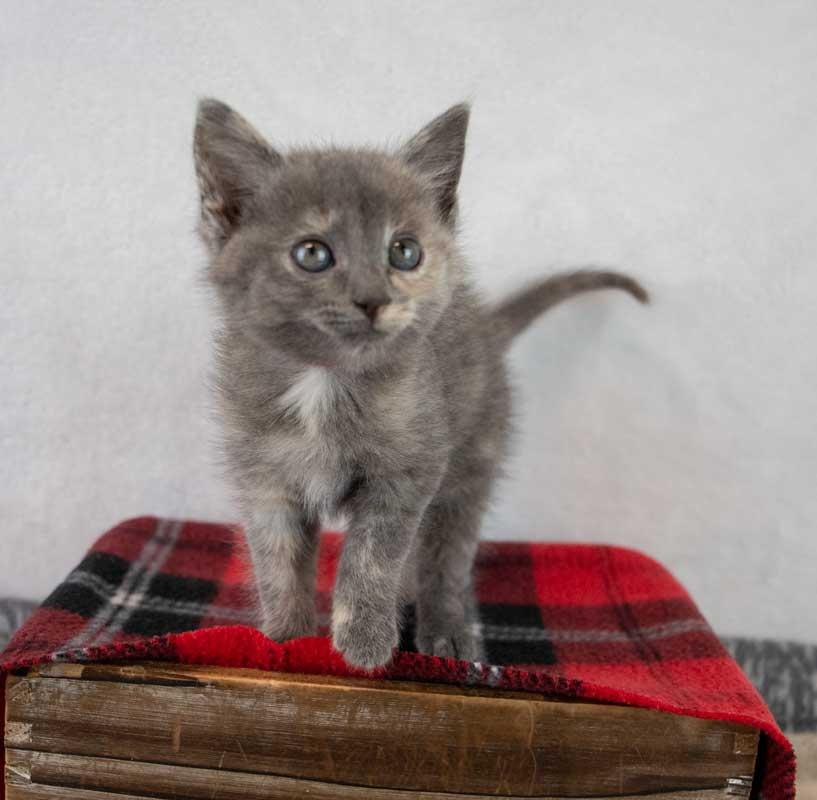 Enlarge Samantha, an adopted mixed breed in Kennesaw, GA image 5/6