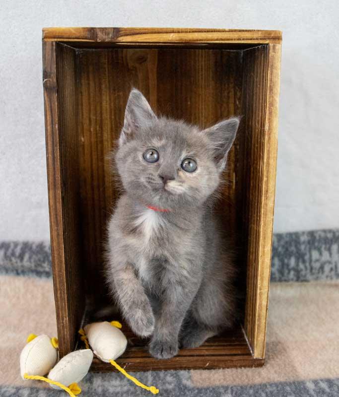 Enlarge Samantha, an adopted mixed breed in Kennesaw, GA image 6/6