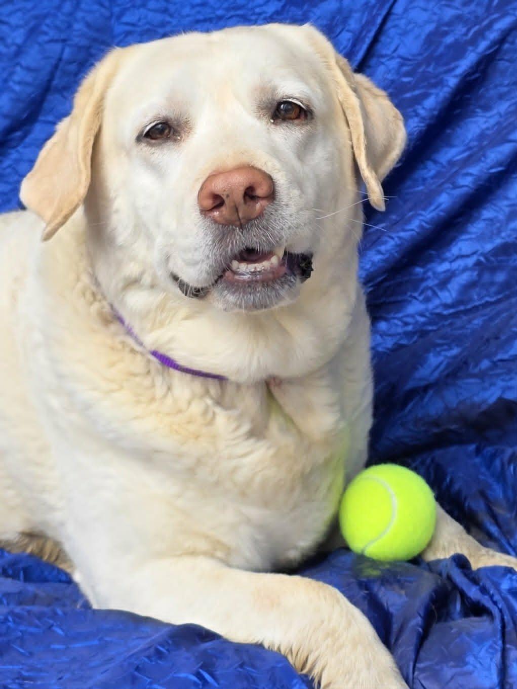 Lillie, Adoptable, Senior Female Yellow Labrador Retriever & Curly-Coated Retriever.