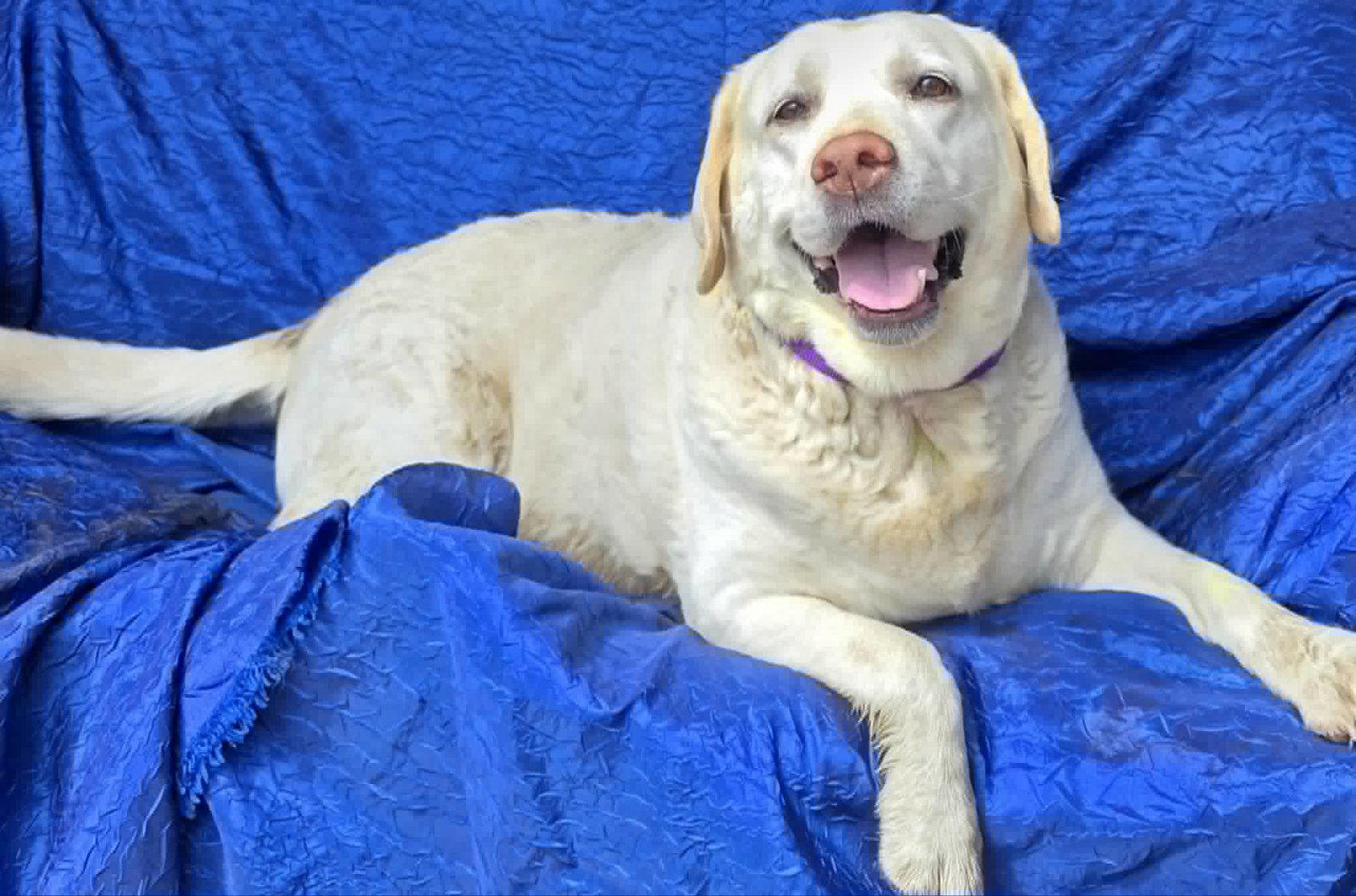Enlarge Lillie, a Adoptable mixed breed in Cuba, NY image 2/3