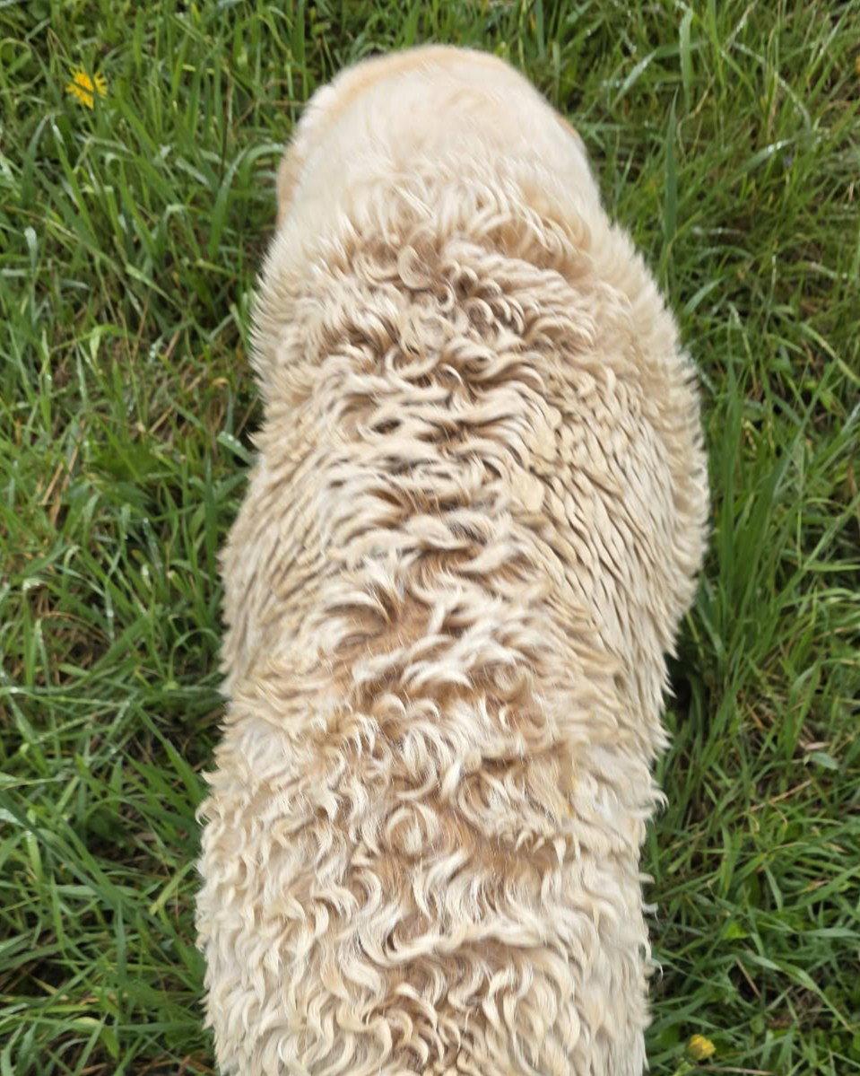 Enlarge Lillie, a Adoptable mixed breed in Cuba, NY image 3/3