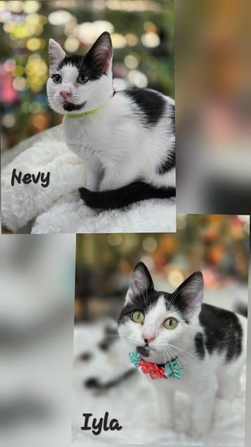 Enlarge Nevy & Lyla , a ADOPTABLE Domestic Short Hair in Chilliwack, BC image 1/1
