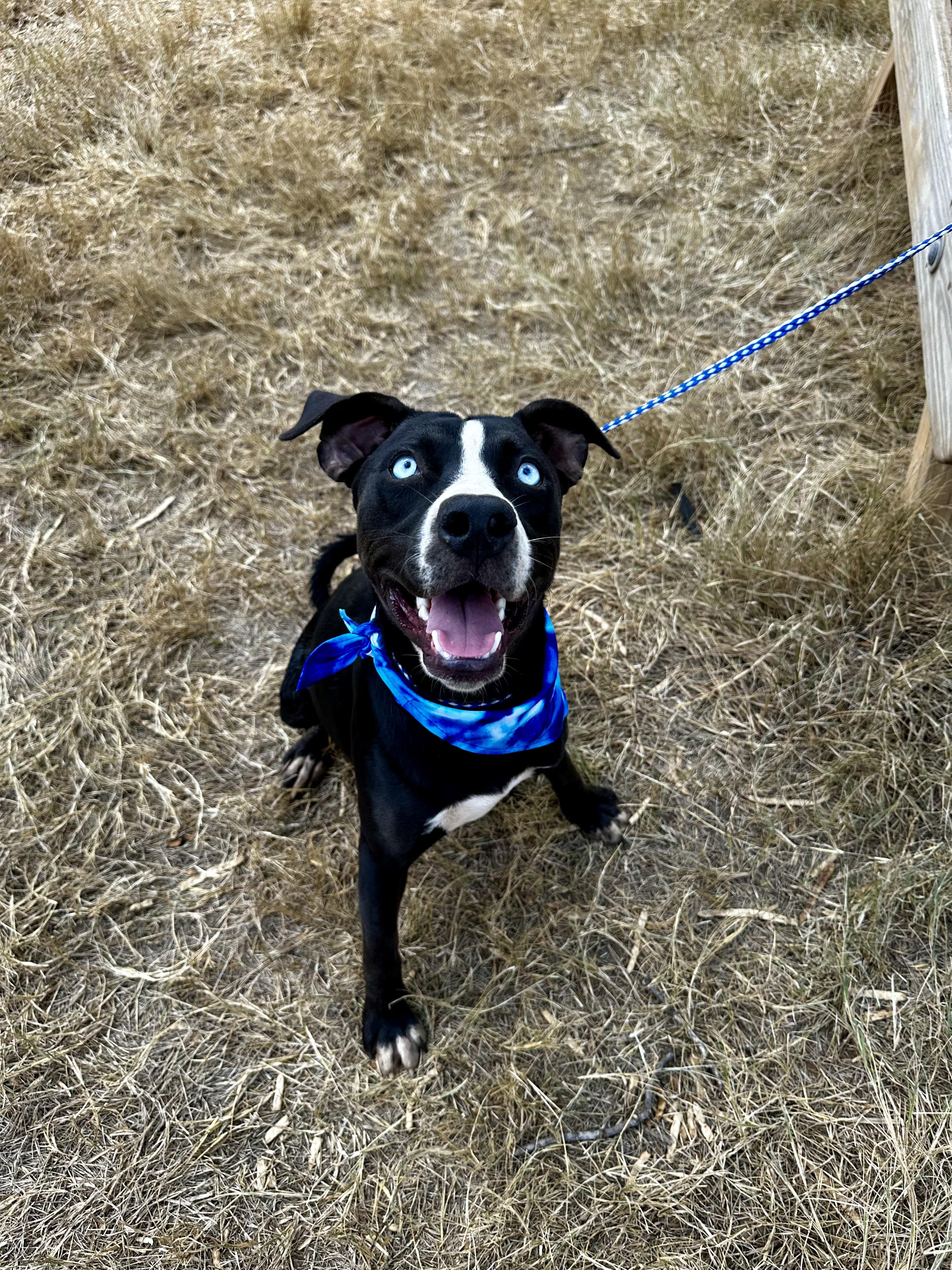 Enlarge Bluey, a Adoptable Mixed Breed in Seguin, TX image 1/6