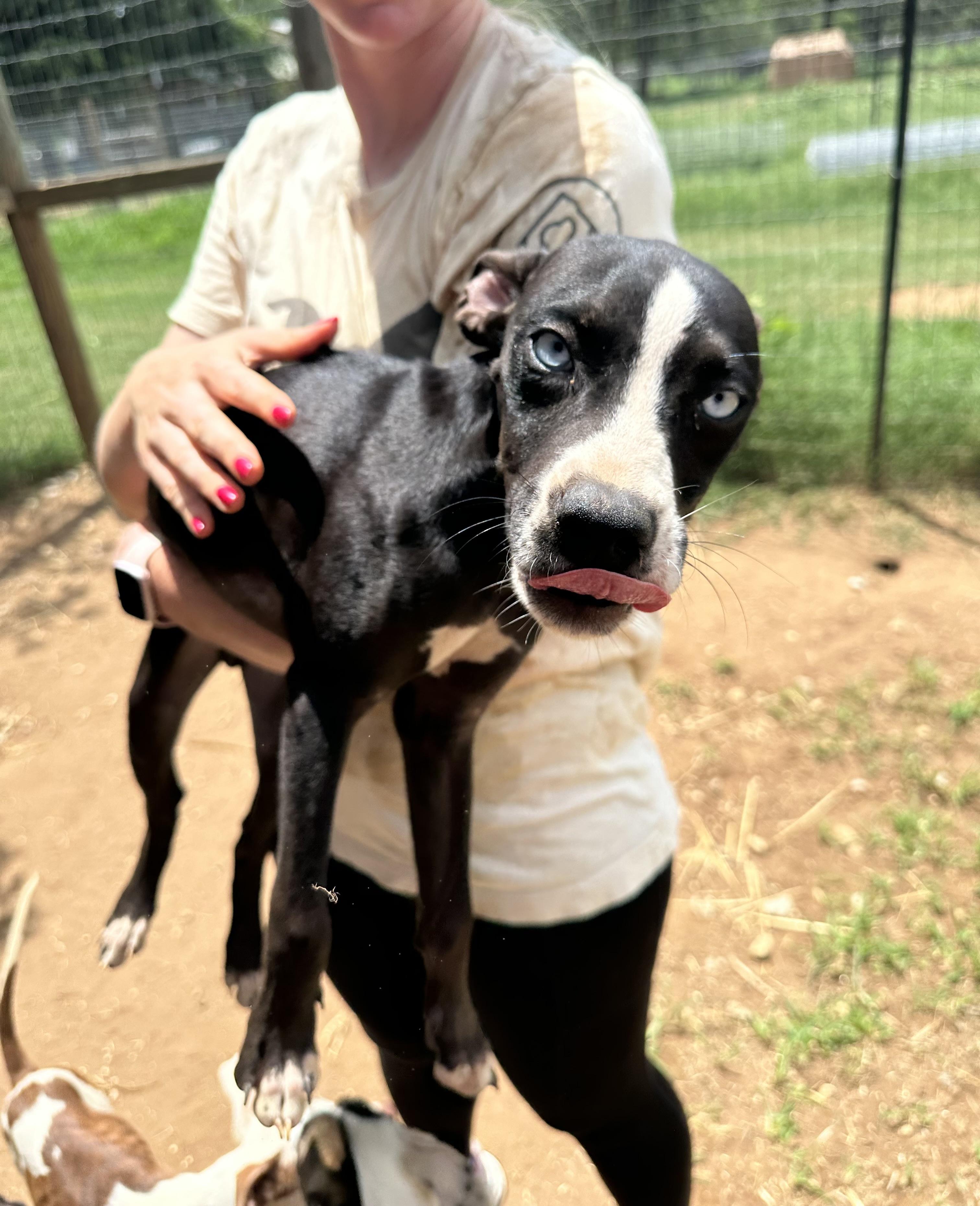 Enlarge Bluey, a Adoptable Mixed Breed in Seguin, TX image 6/6