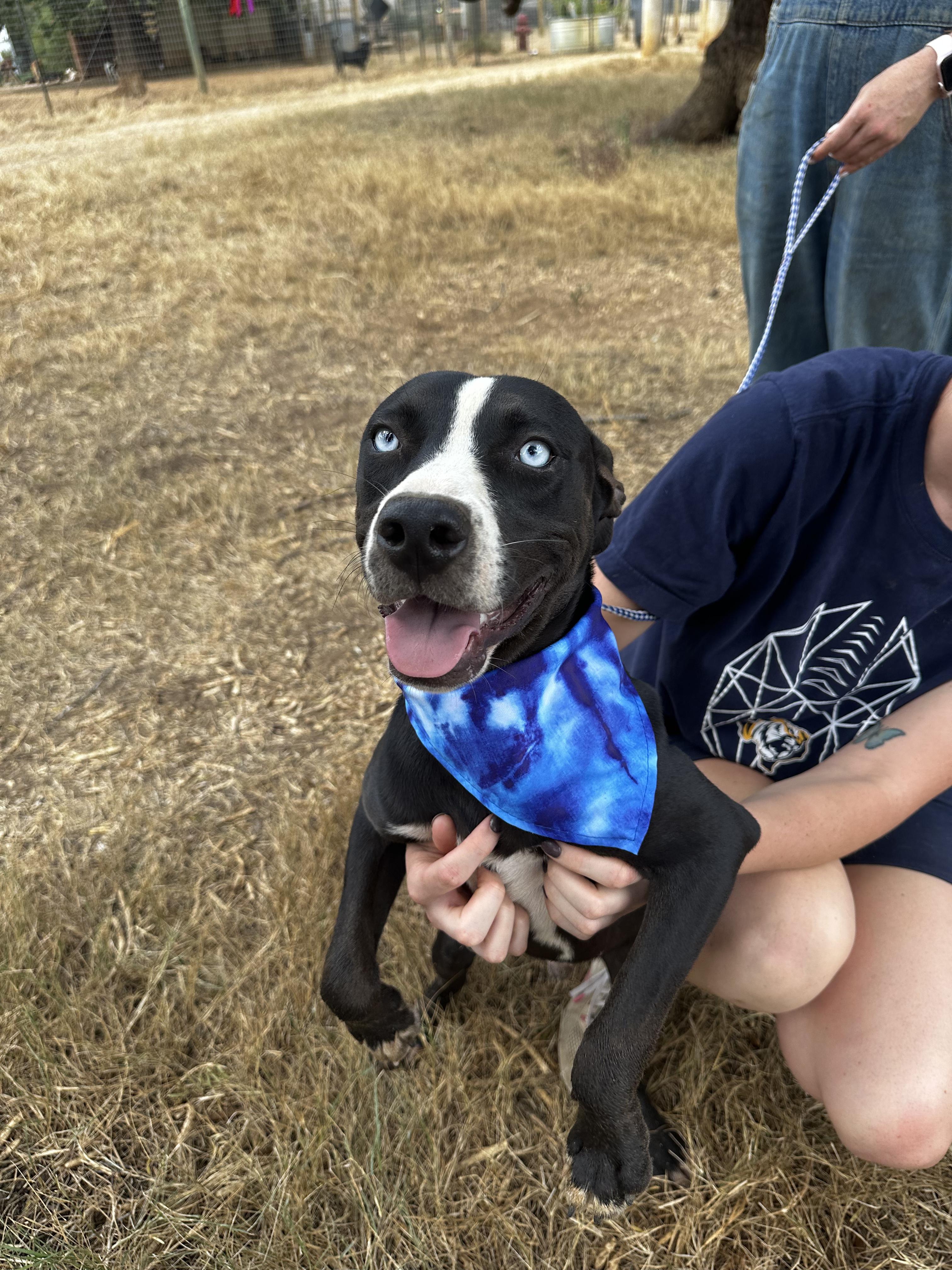 Enlarge Bluey, a Adoptable Mixed Breed in Seguin, TX image 3/6