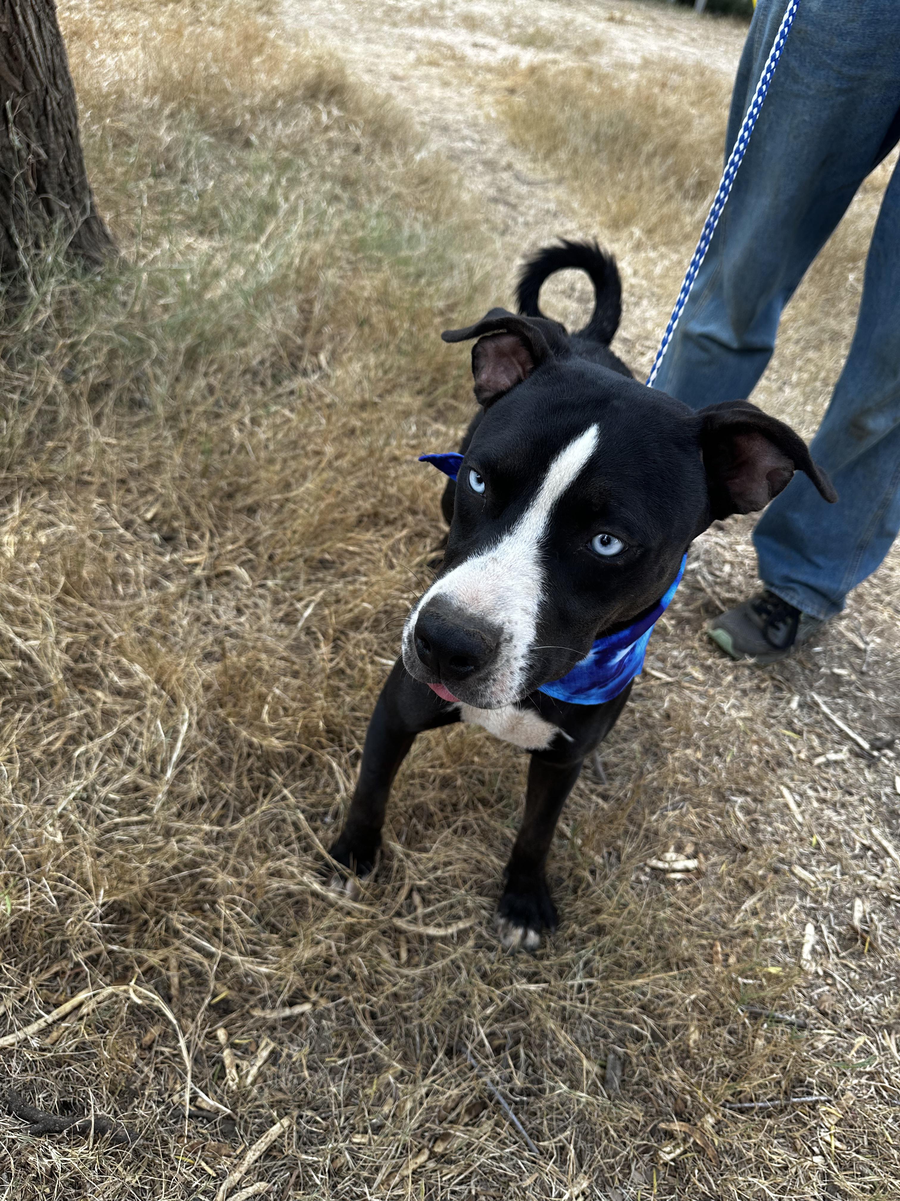 Enlarge Bluey, a Adoptable Mixed Breed in Seguin, TX image 2/6