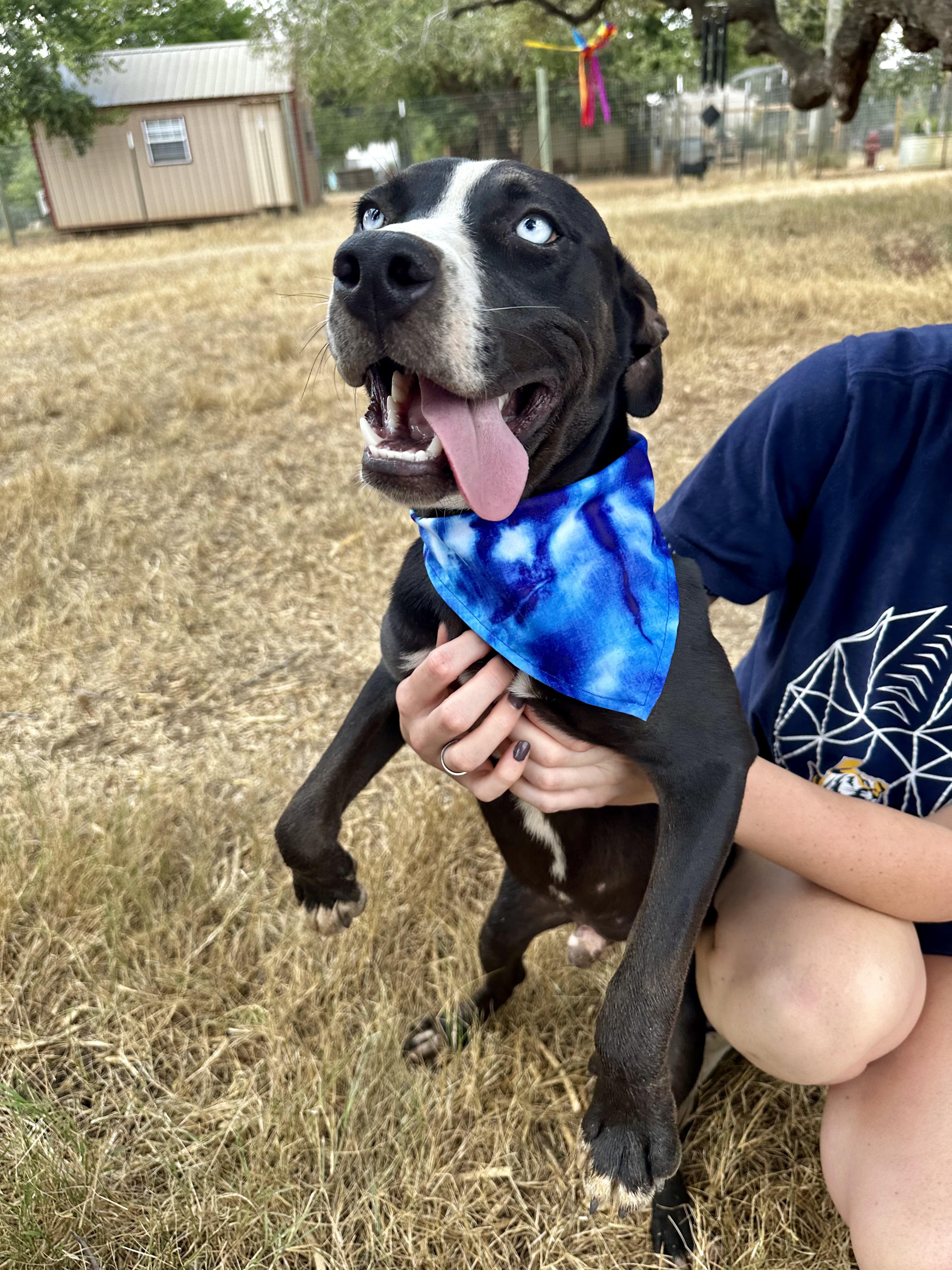 Enlarge Bluey, a Adoptable Mixed Breed in Seguin, TX image 5/6