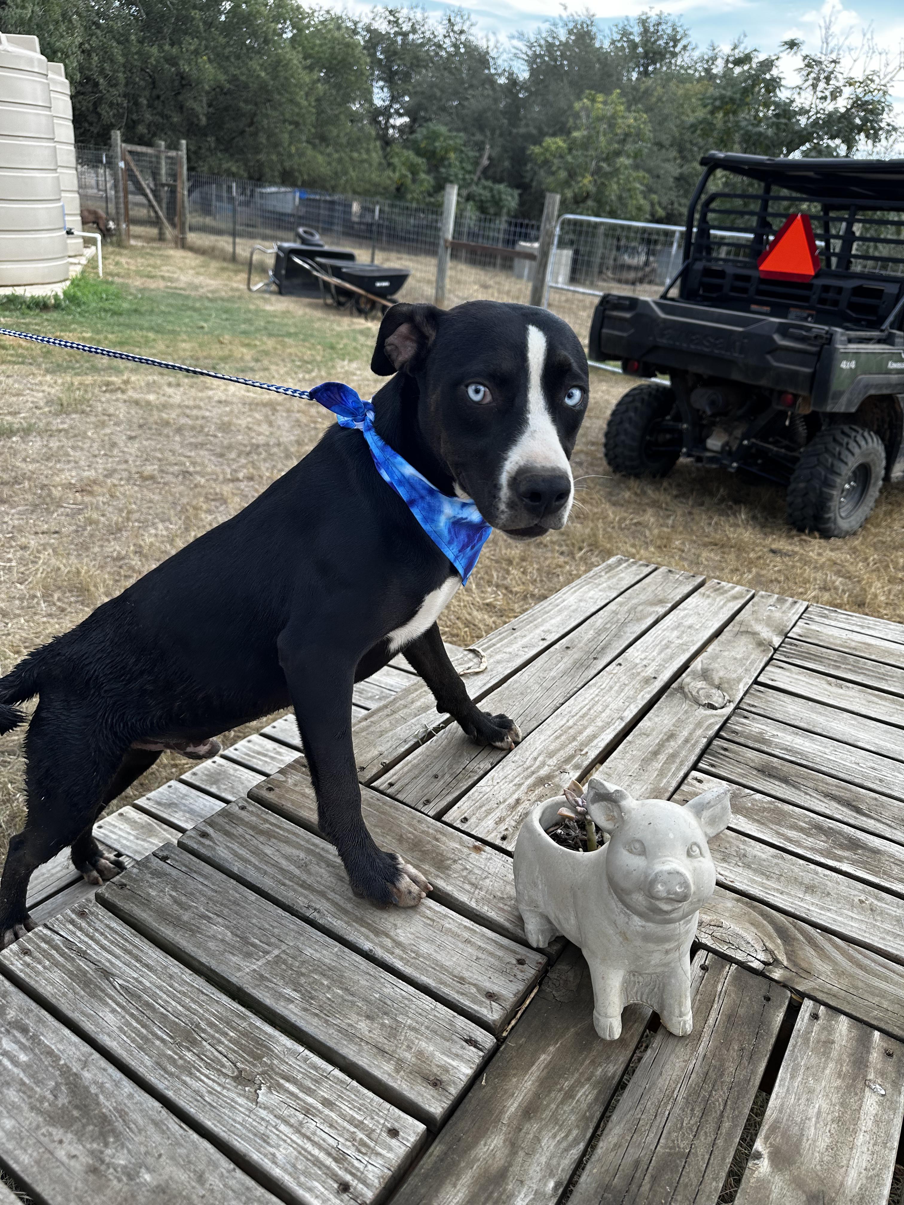 Enlarge Bluey, a Adoptable Mixed Breed in Seguin, TX image 4/6