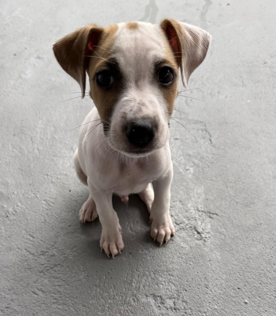 Enlarge Marlin, a Adoptable mixed breed in Kingston, NY image 4/4