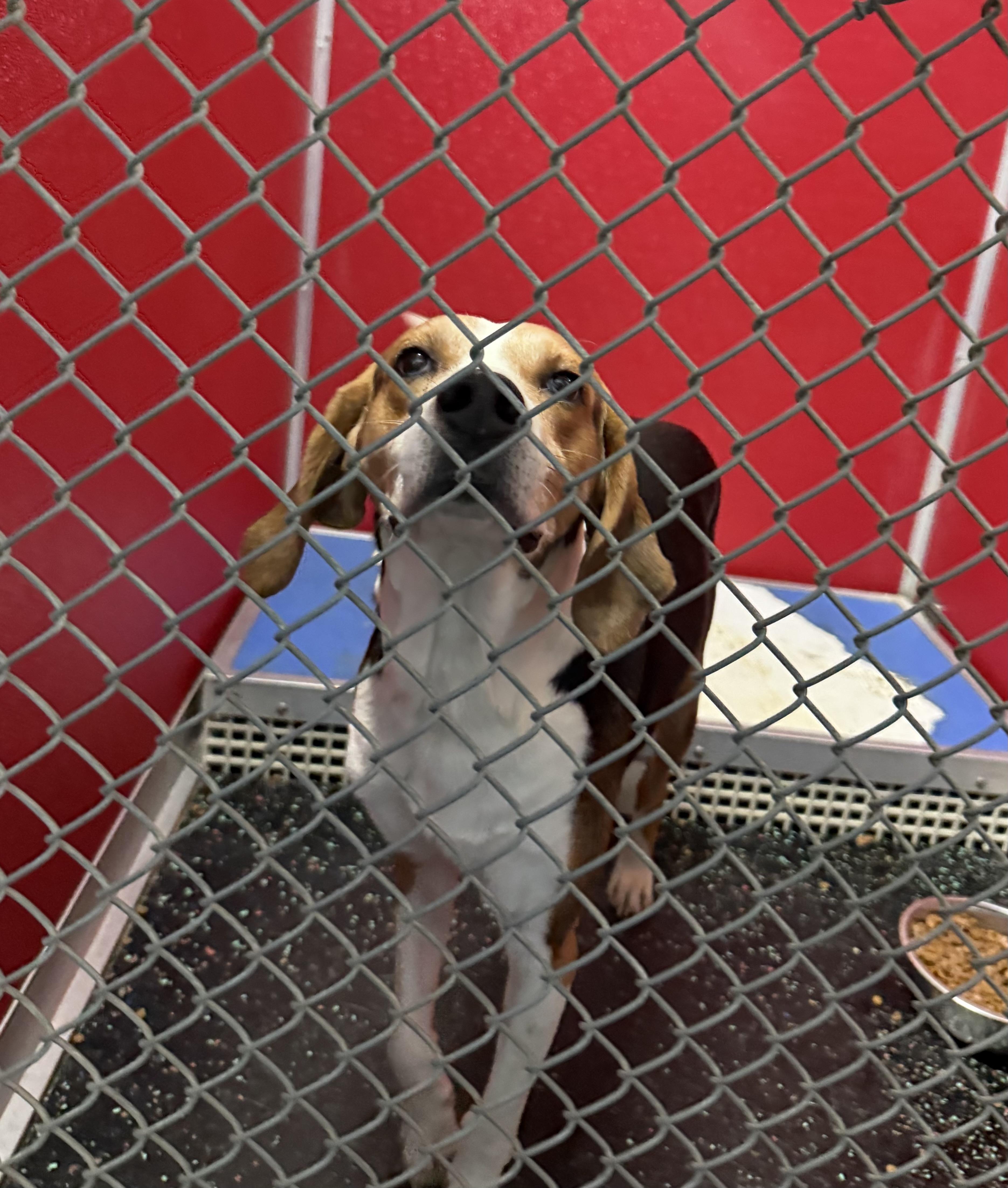 Meet Buddy — Your New Best Friend in Waiting!