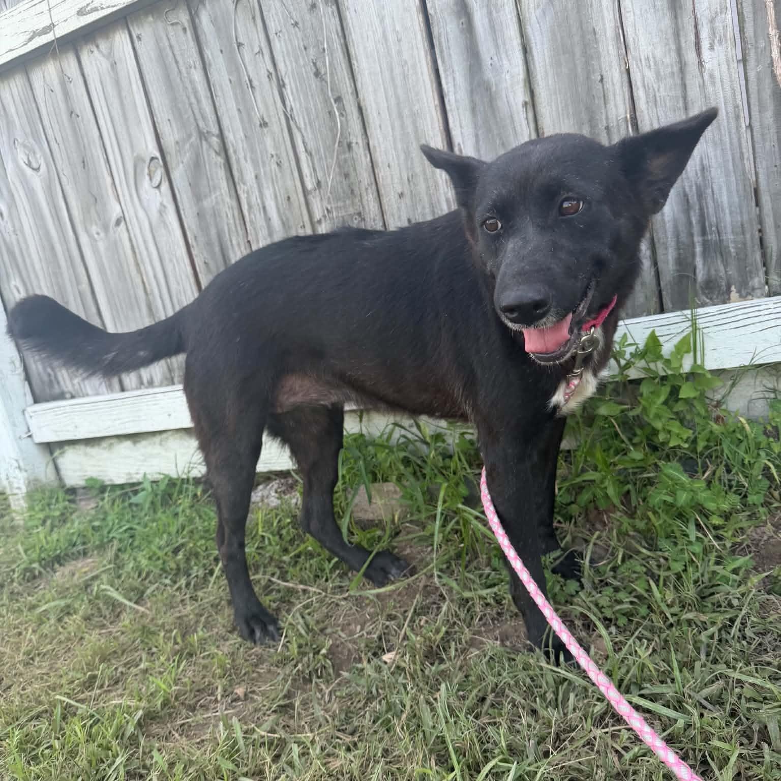 Enlarge Nala, a Adopted mixed breed in Cherry Hill Township , NJ image 6/6