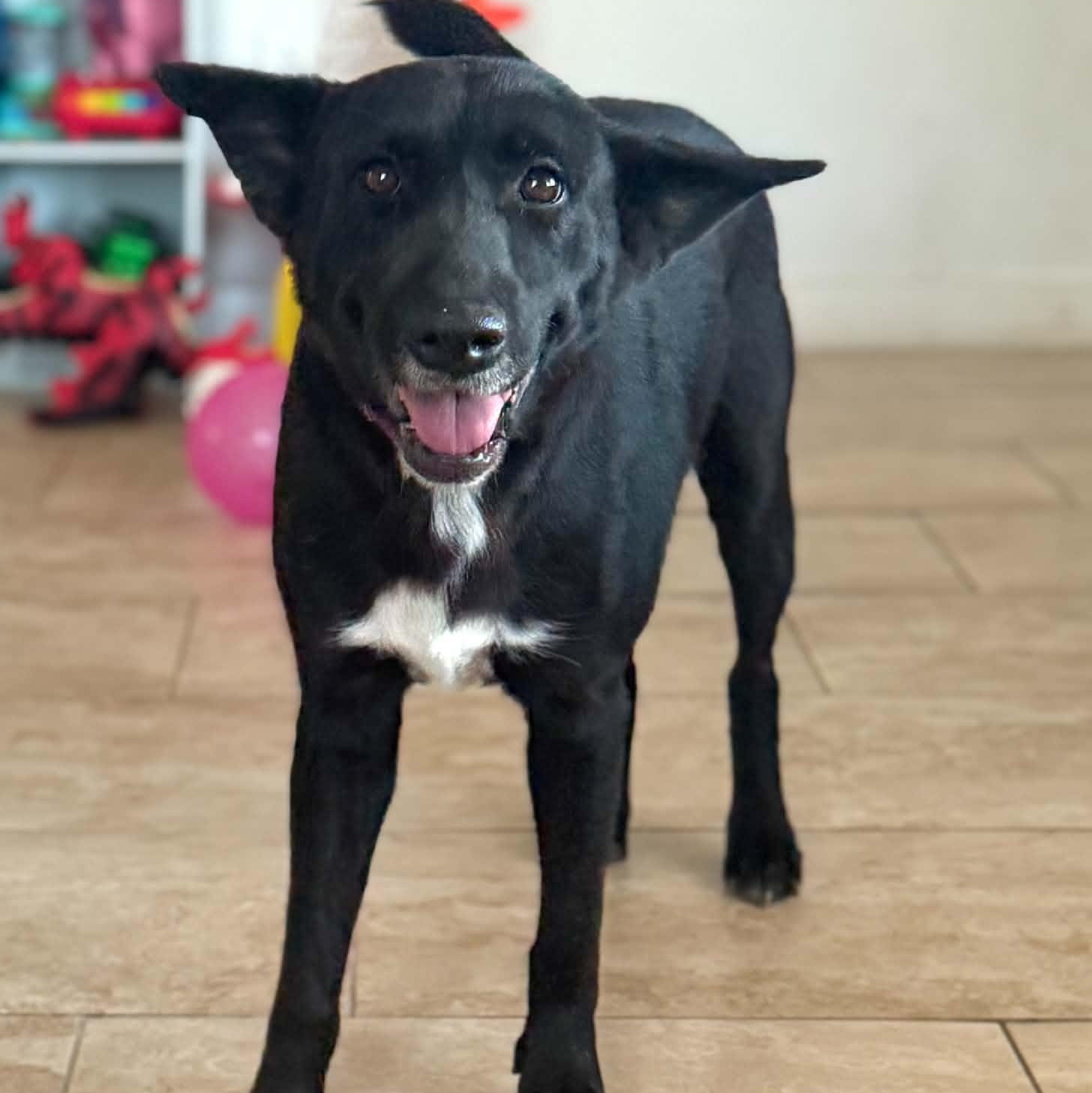 Nala, Adopted, Senior Female Shepherd & Black Labrador Retriever.