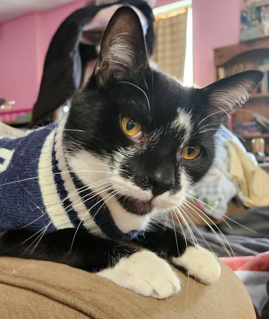 Beetlejuice, Adoptable, Young Male Domestic Short Hair.