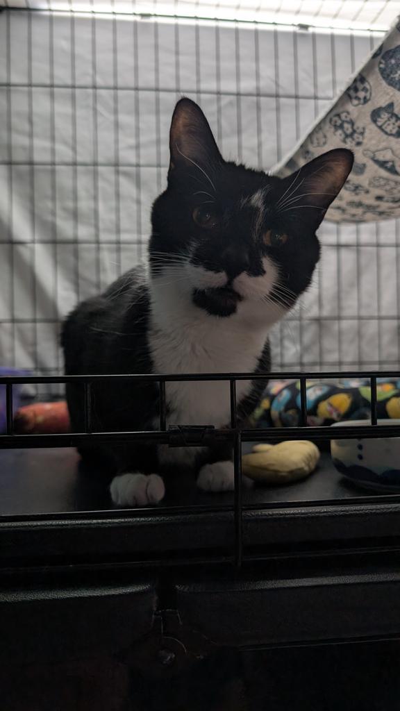 Beetlejuice, Adoptable, Young Male Domestic Short Hair.