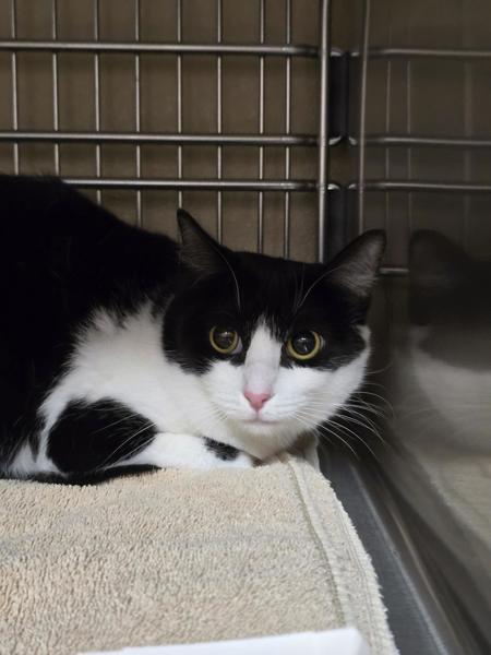 Florence, a Adoptable mixed breed in Vancouver, WA image 2/2