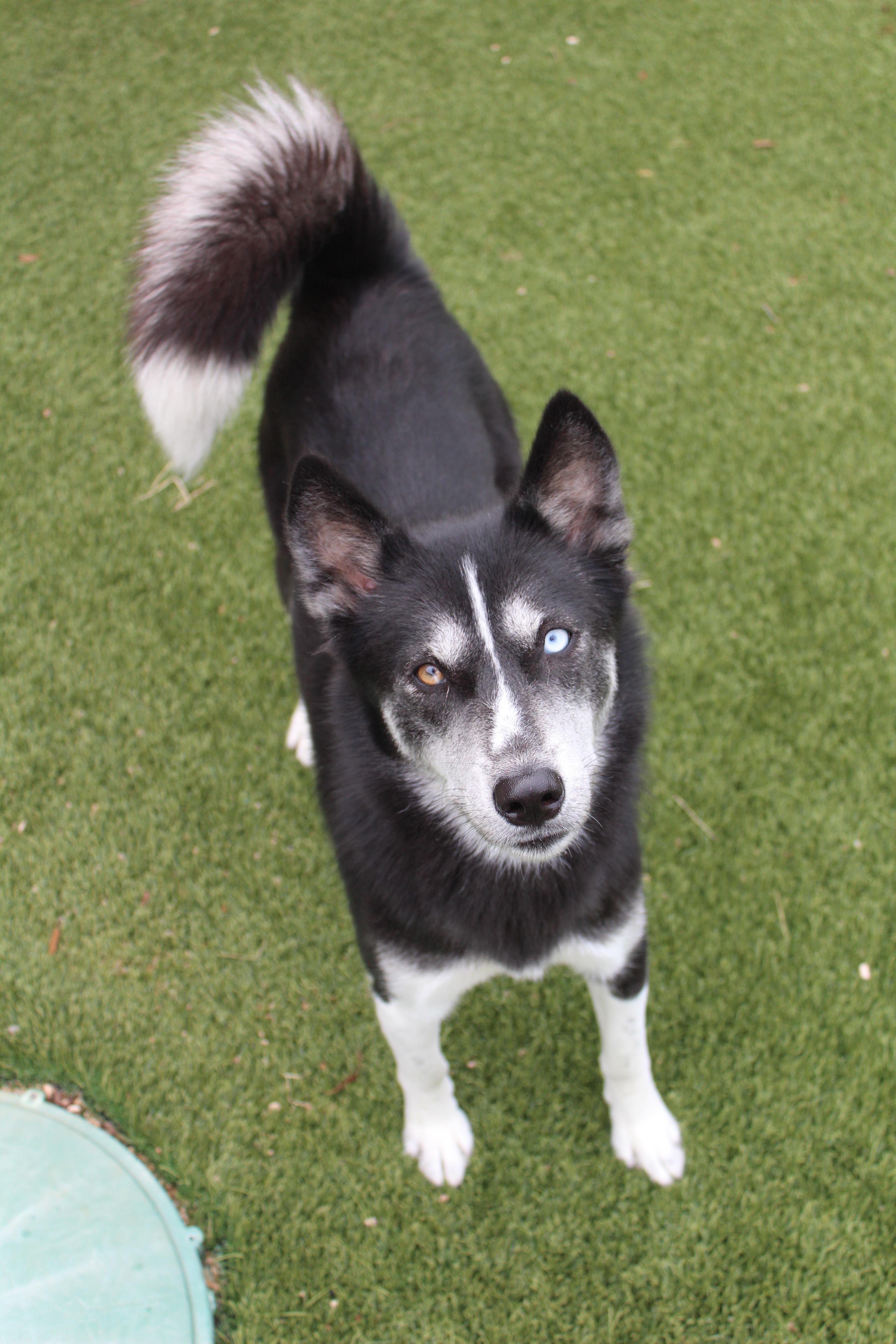 Enlarge Nicky, a Adopted Husky in Lake Dallas, TX image 1/1
