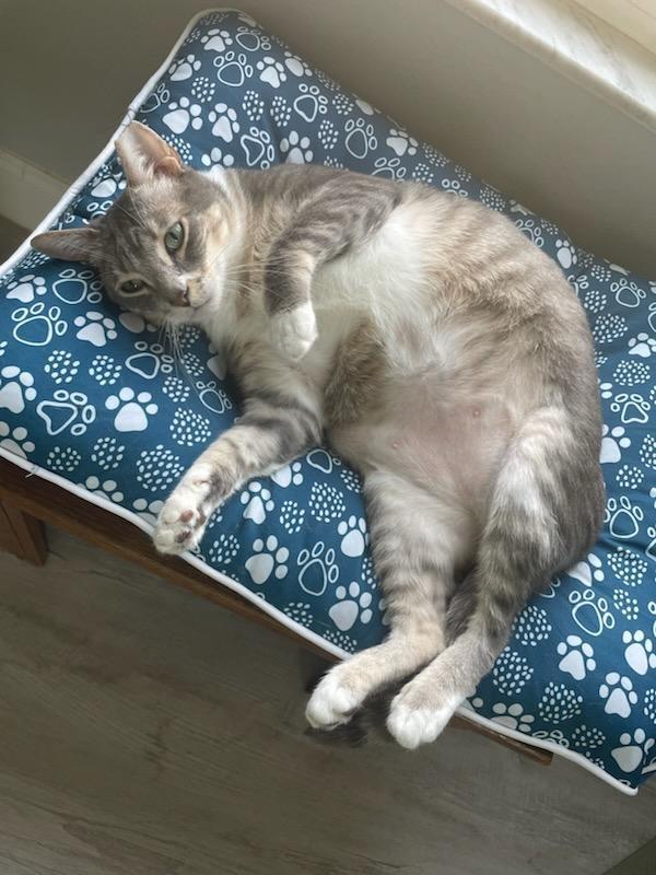 Enlarge Pepper, a ADOPTABLE Domestic Short Hair in Winter Haven, FL image 4/4