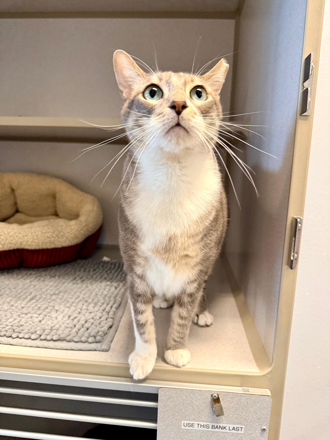 Pepper, a ADOPTABLE Domestic Short Hair in Winter Haven, FL image 3/6
