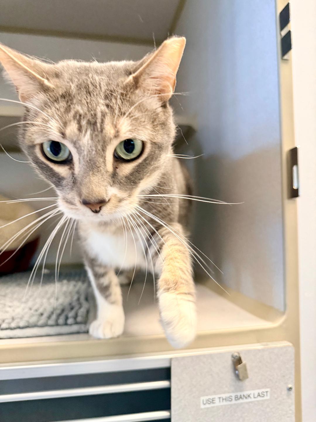 Pepper, a ADOPTABLE Domestic Short Hair in Winter Haven, FL image 2/6