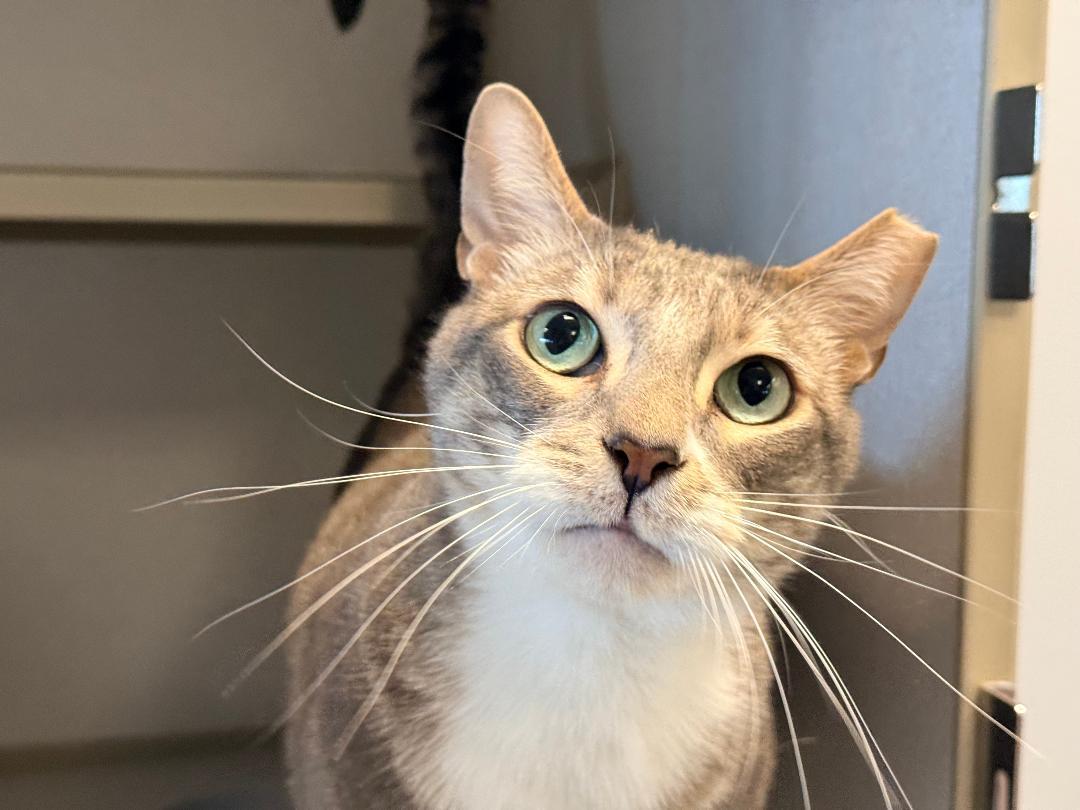 Pepper, ADOPTABLE, Adult Male Domestic Short Hair.