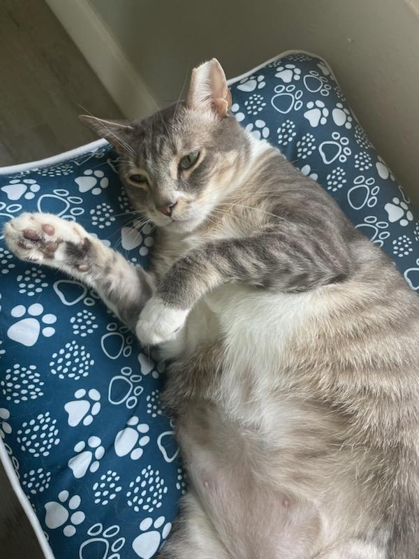 Enlarge Pepper, a ADOPTABLE Domestic Short Hair in Winter Haven, FL image 3/4