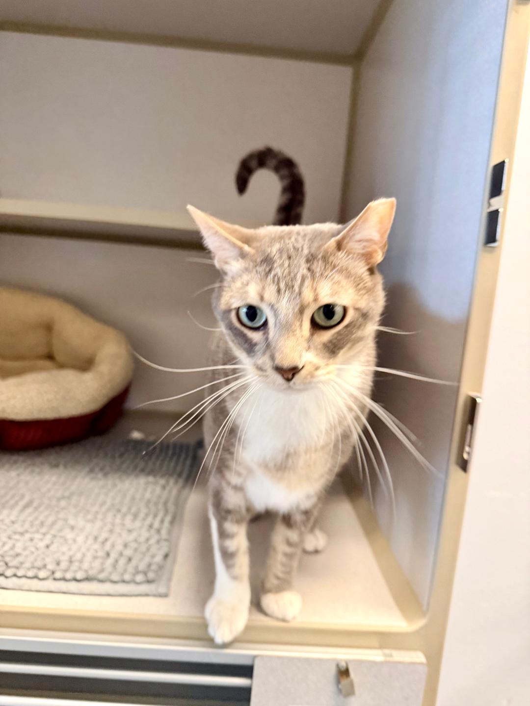 Pepper, a ADOPTABLE Domestic Short Hair in Winter Haven, FL image 4/6