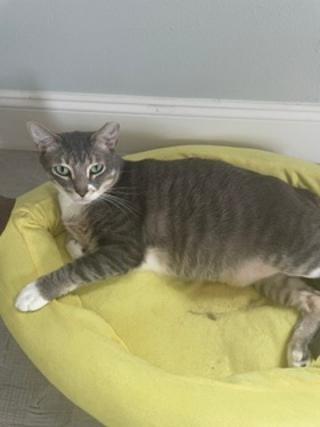 Enlarge Pepper, a ADOPTABLE Domestic Short Hair in Winter Haven, FL image 2/4
