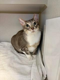 Pepper, ADOPTABLE, Adult Male Domestic Short Hair.