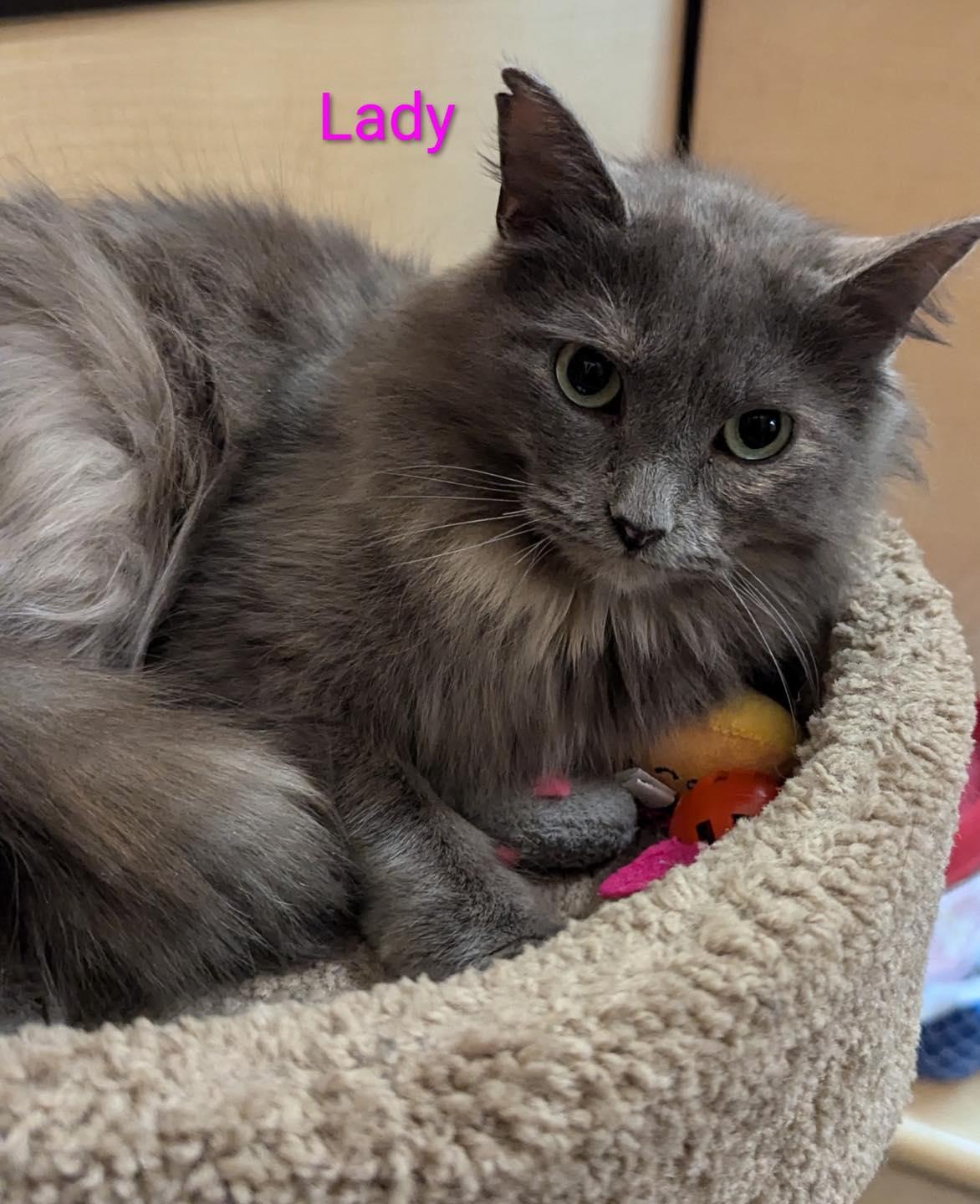 Enlarge Lady, a ADOPTABLE Dilute Tortoiseshell in Noblesville, IN image 3/5