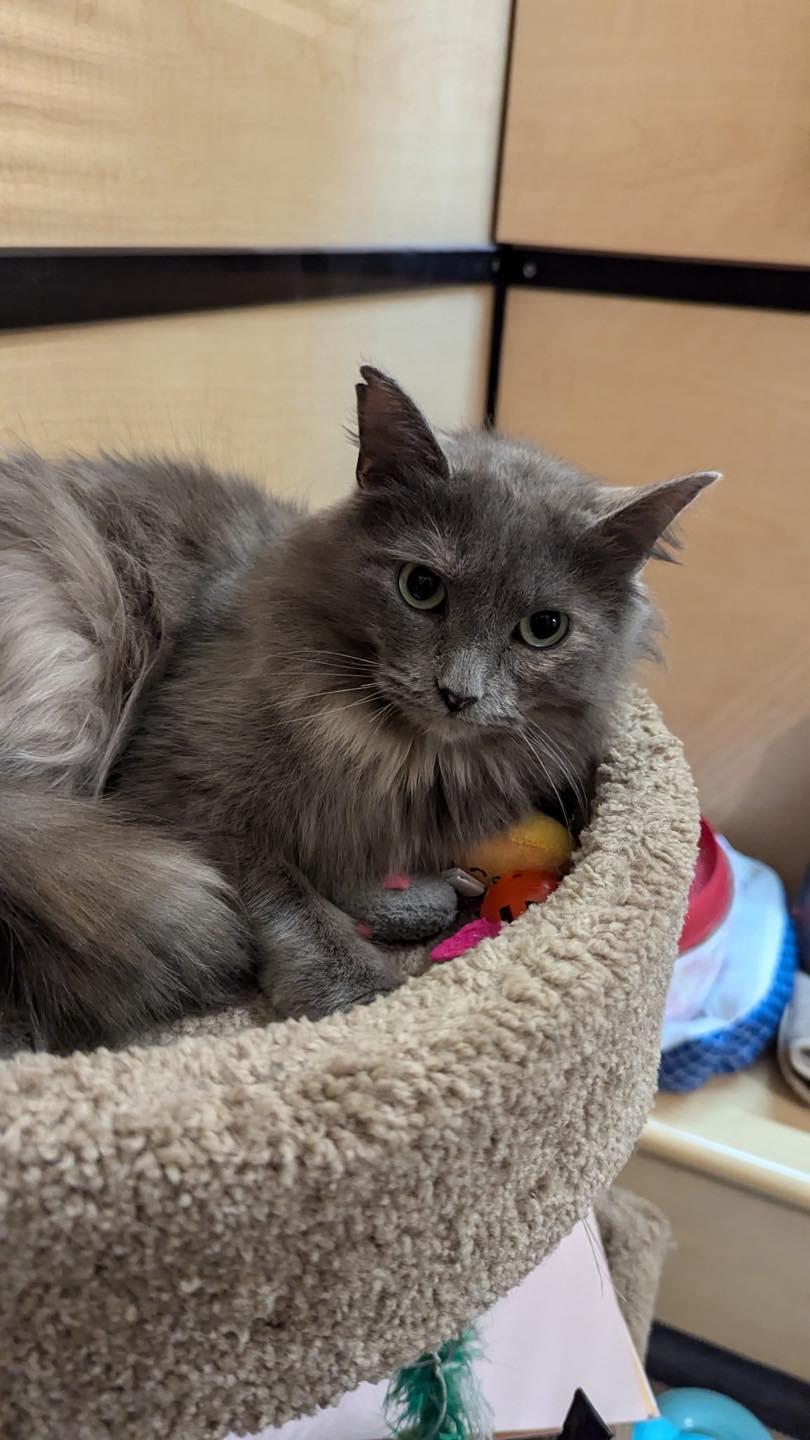 Enlarge Lady, a ADOPTABLE Dilute Tortoiseshell in Noblesville, IN image 2/5