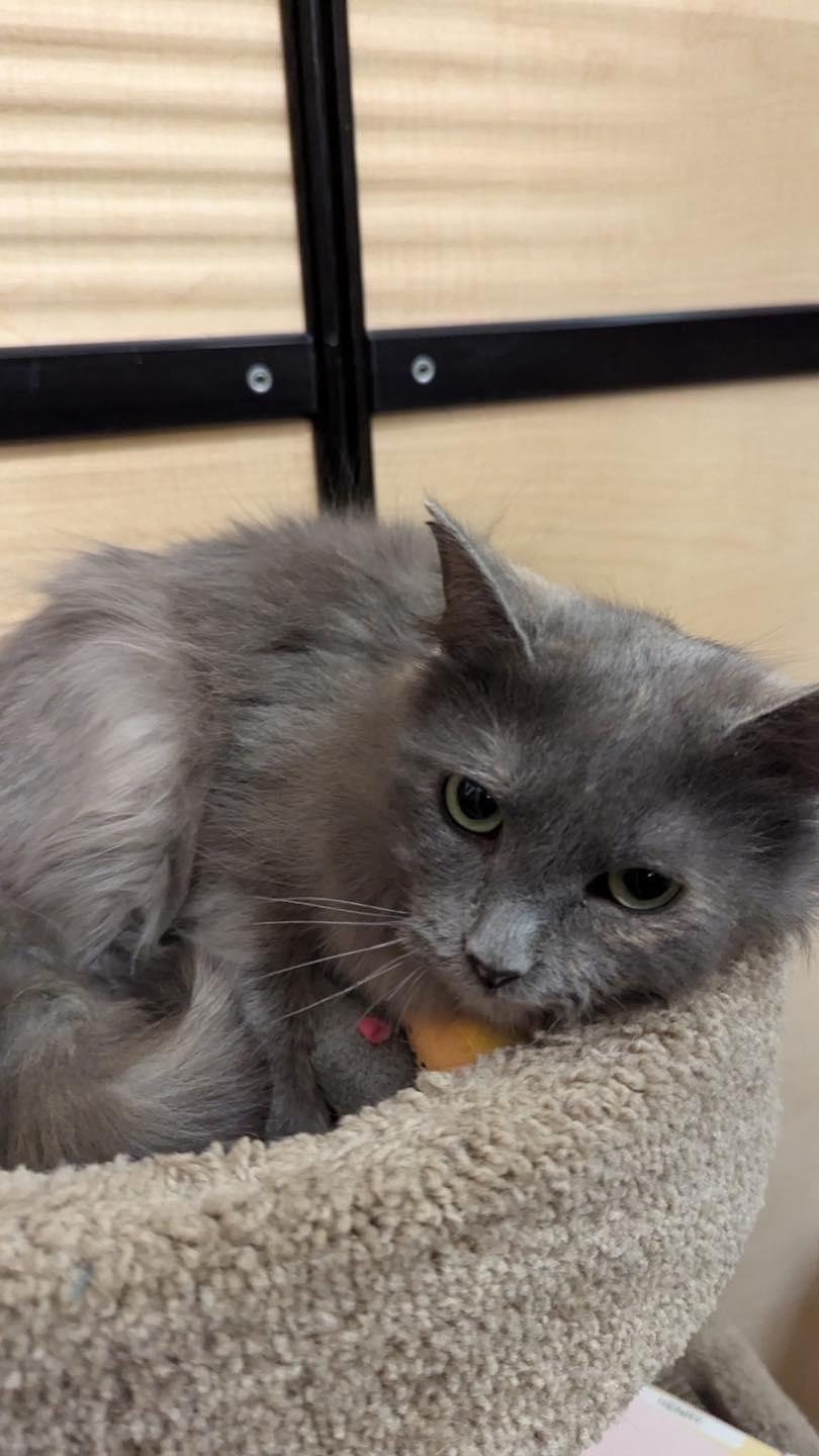 Enlarge Lady, a ADOPTABLE Dilute Tortoiseshell in Noblesville, IN image 5/5